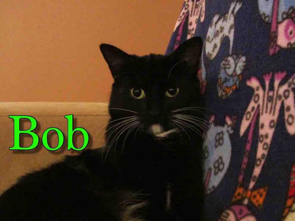 8bob name left sm
